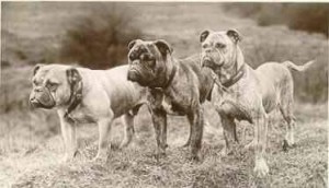 3 old time bulldogs