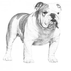 Bulldog